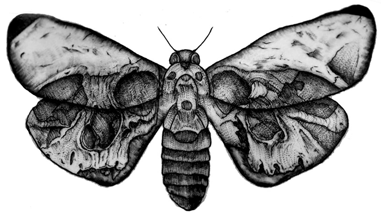 Moth Butterfly Insect B&W Art Waterproof Temporary Tattoos 2 Sheets