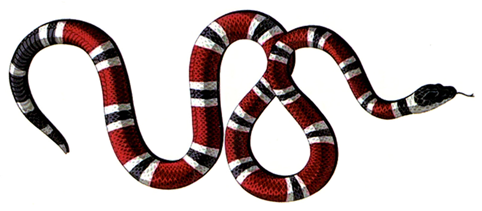 Red Striped Anake Theme Set Waterproof Temporary Tattoos 2 Sheets